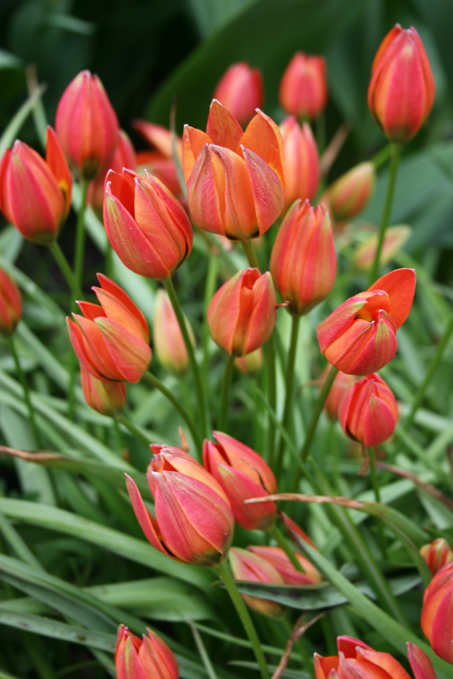 Little Princess Tulips