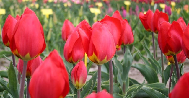Red Flair Tulips