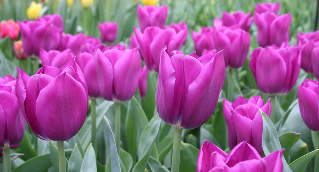 Purple Tulips