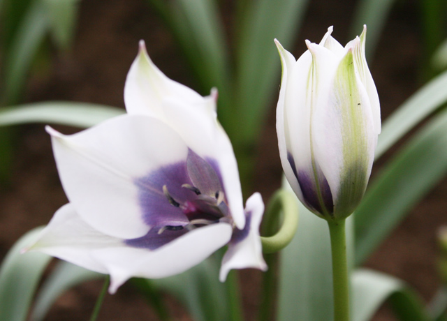 Alba Coerulea Tulips