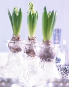 Hyacinths being Forced