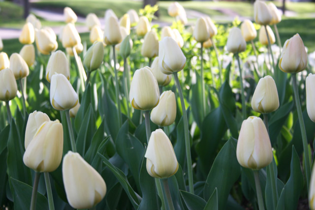 White Darwin Hybrid Tulips
