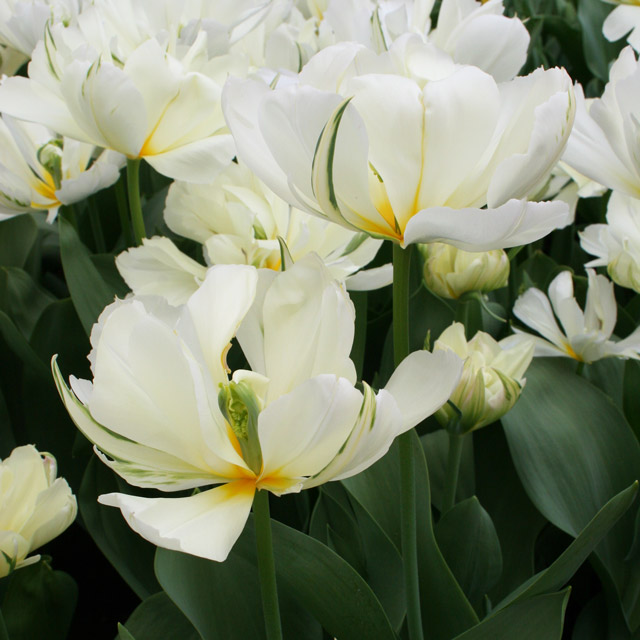 White Tulips