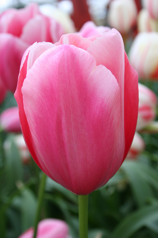 Pink Tulip