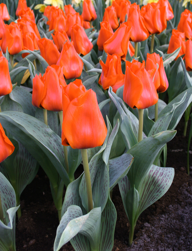 Orange Tulips