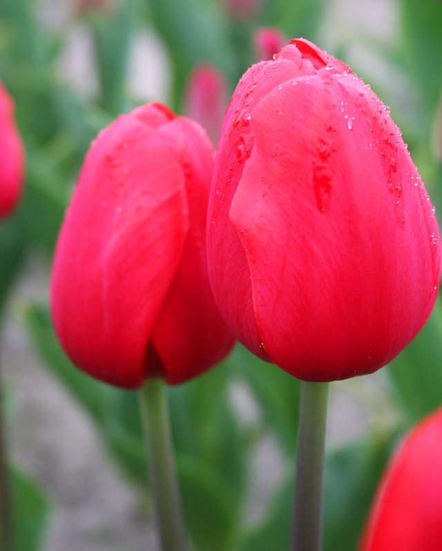 Red Darwin Hybrid Tulips