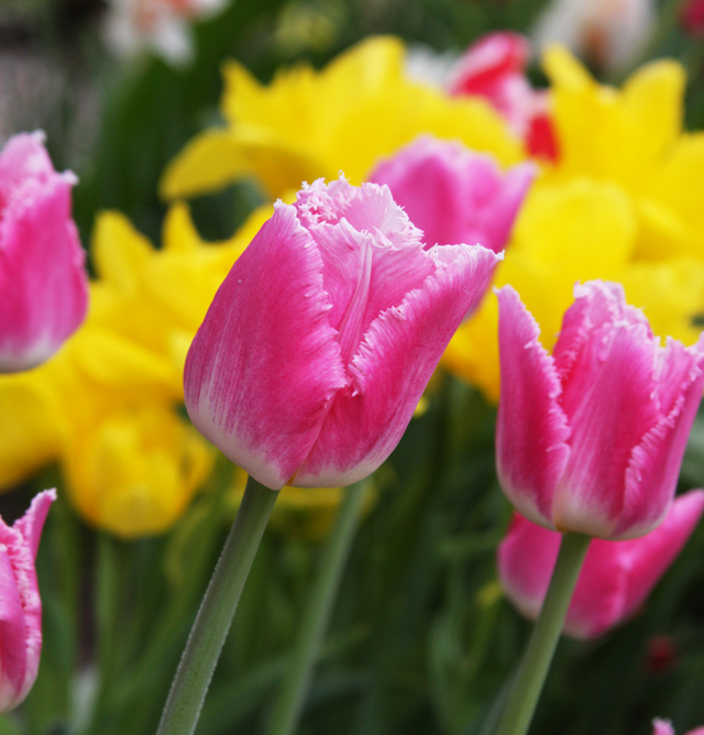 Pink Fringed Tulips