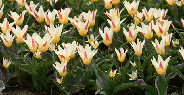 Johann Strauss Tulips