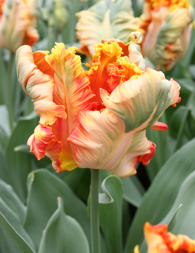 Parrot Tulip