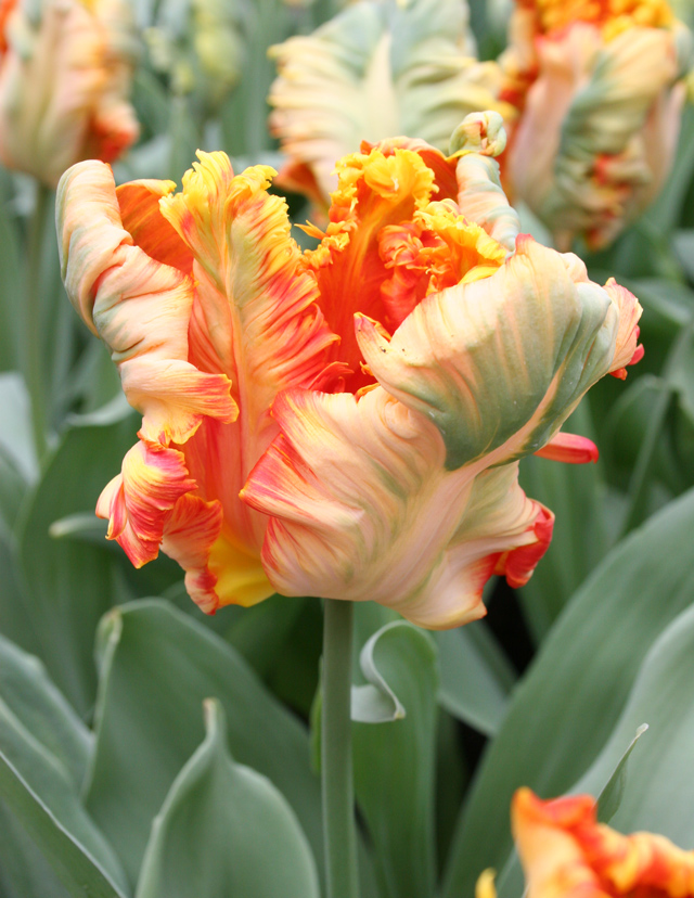 Parrot Tulip