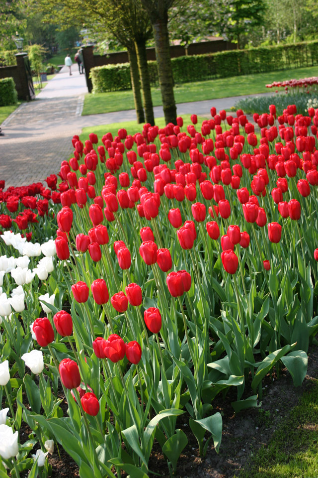 Red Darwin Hybrid Tulips