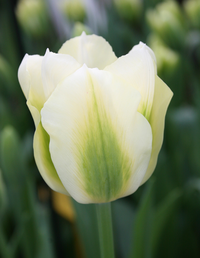 Spring Green Tulip