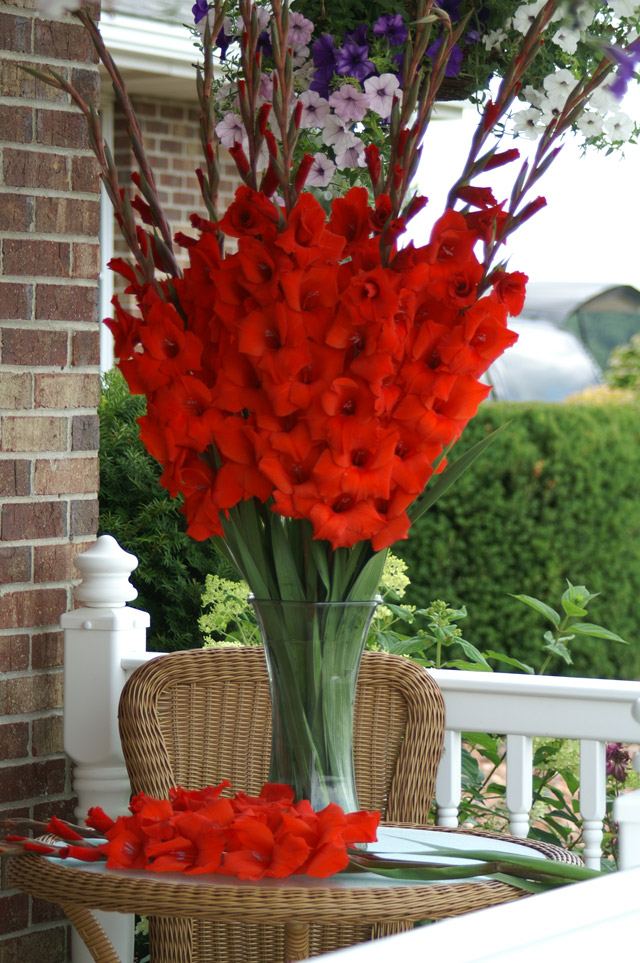 Red Gladiolus