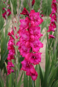 Gladiolus