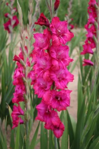 Gladiolus