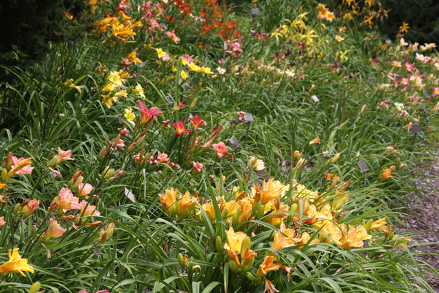 Daylilies