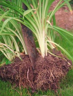 Dividing Daylilies