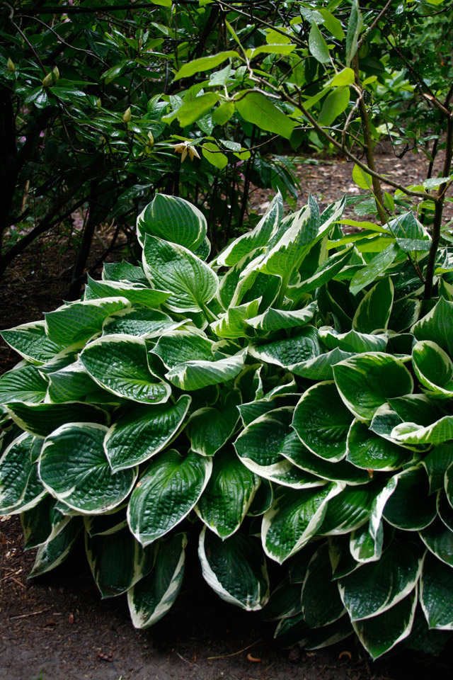 Hosta