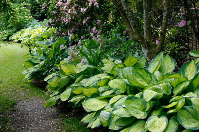 Hosta