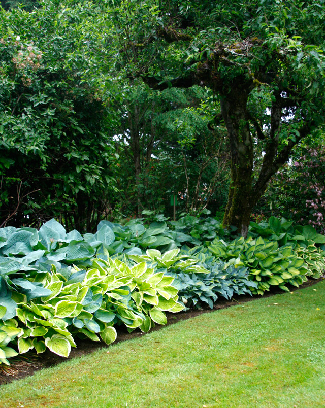 Mixed Hosta