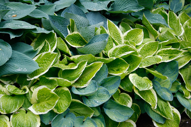 Hosta