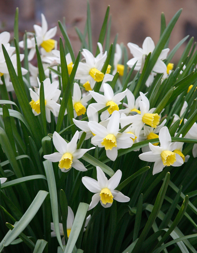 Daffodils