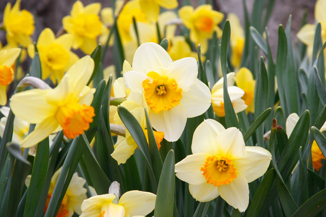 Daffodils