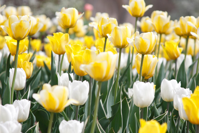 Mixed Tulips