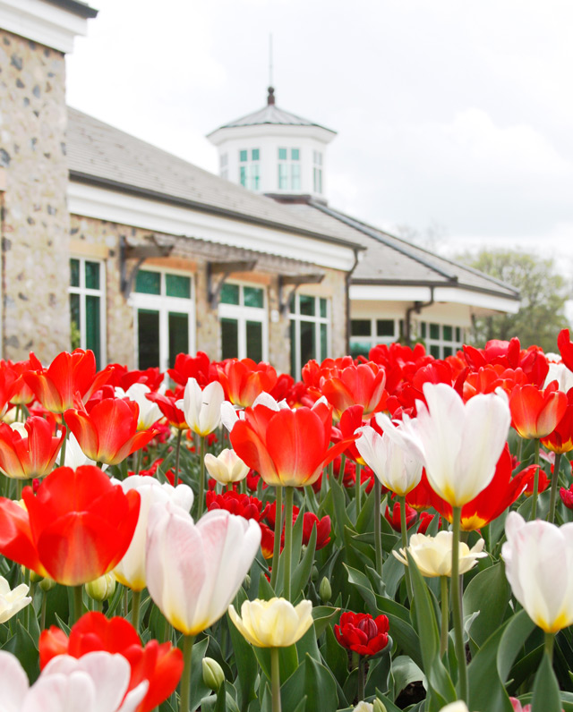 Mixed Tulips