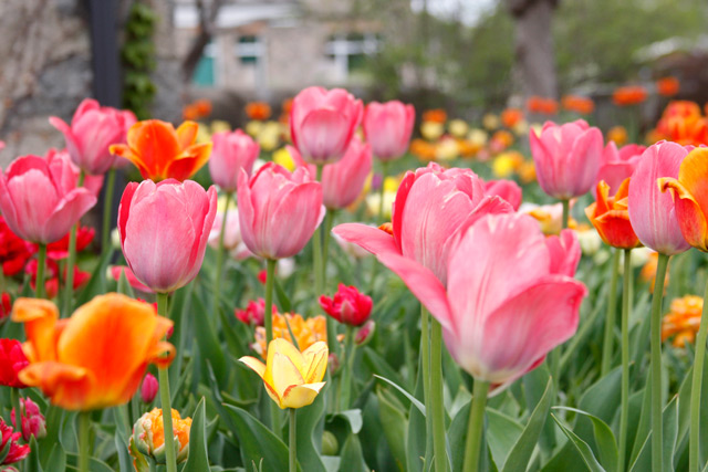 Tulips