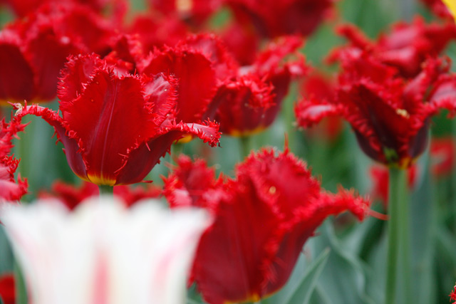 Red Fringed Tulips