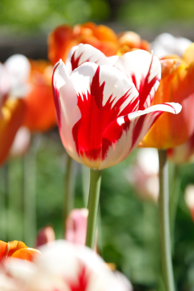 Red and White Tulip