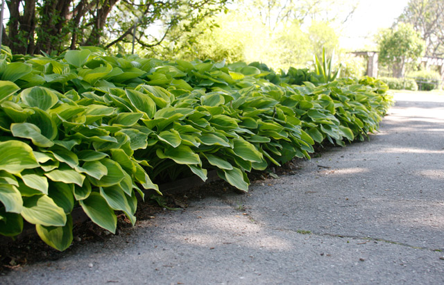 Hostas