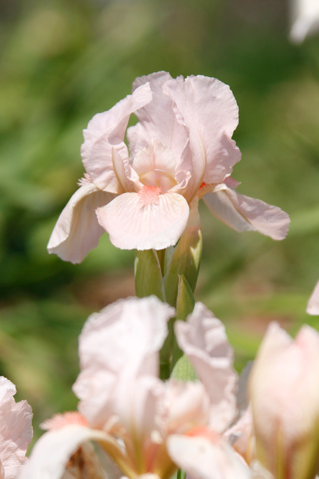 Bearded Iris