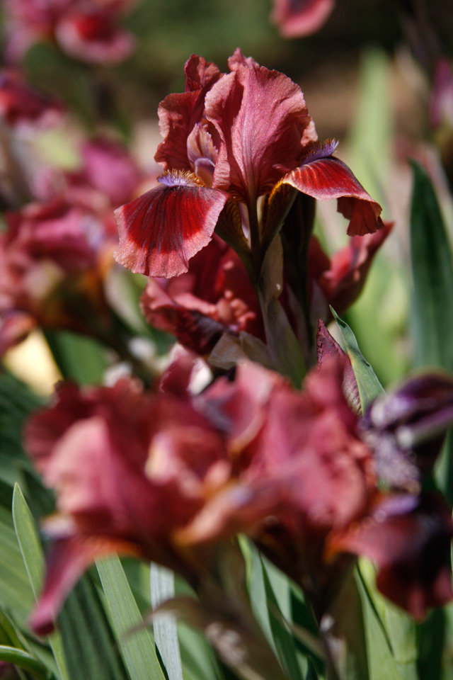 Bearded Iris