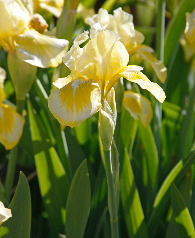 Yellow Bearded Iris