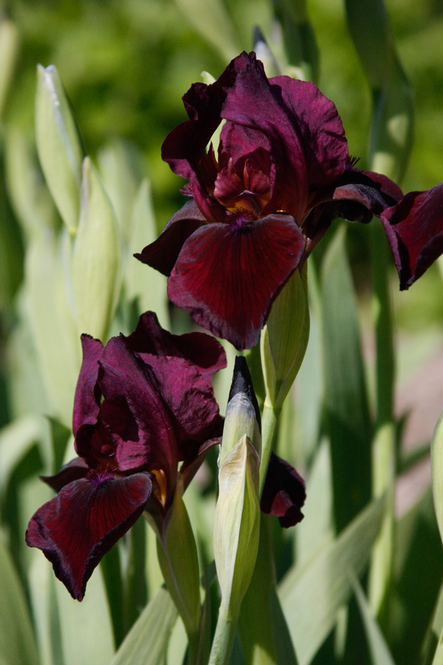 Bearded Iris