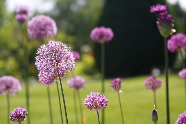 Allium