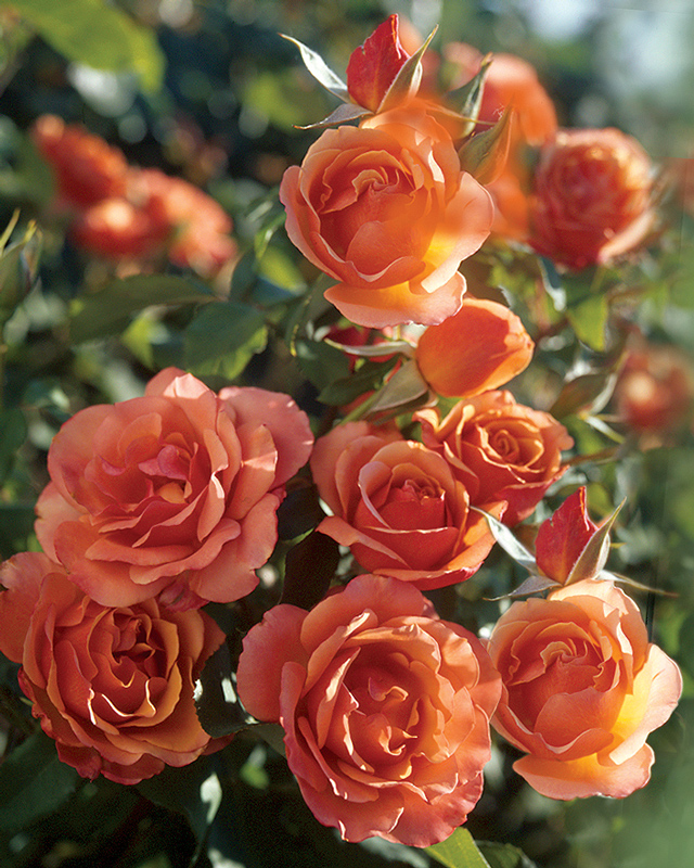 Orange Roses