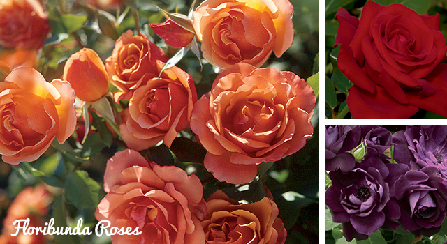 Floribunda Roses