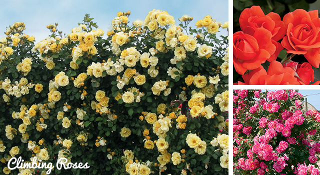 Climbing Roses