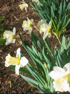 daffodils