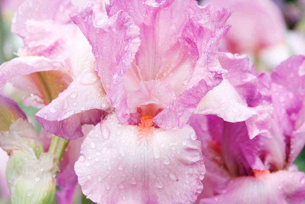 Pink Bearded Iris