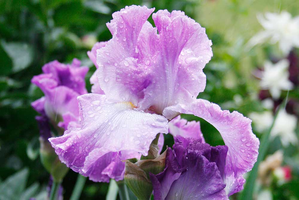 Bearded Iris