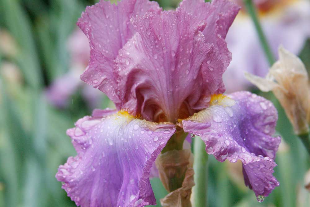 Imbroglio Bearded Iris