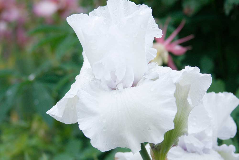 Immortality Bearded Iris