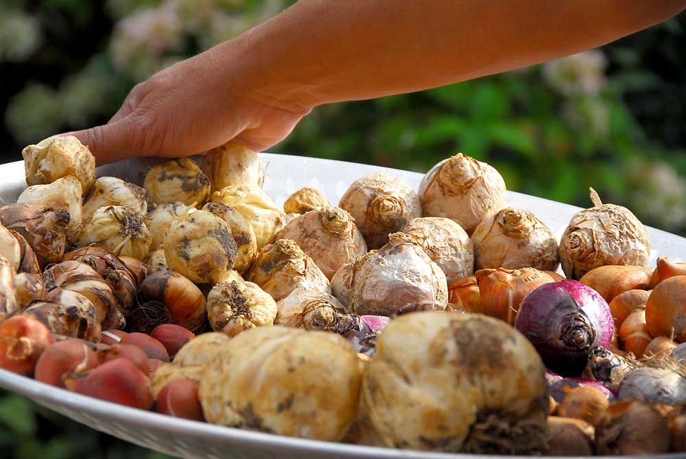 Bowl of Bulbs