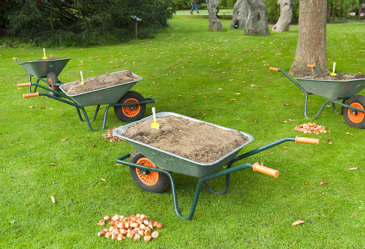 Wheelbarrow and Bulbs