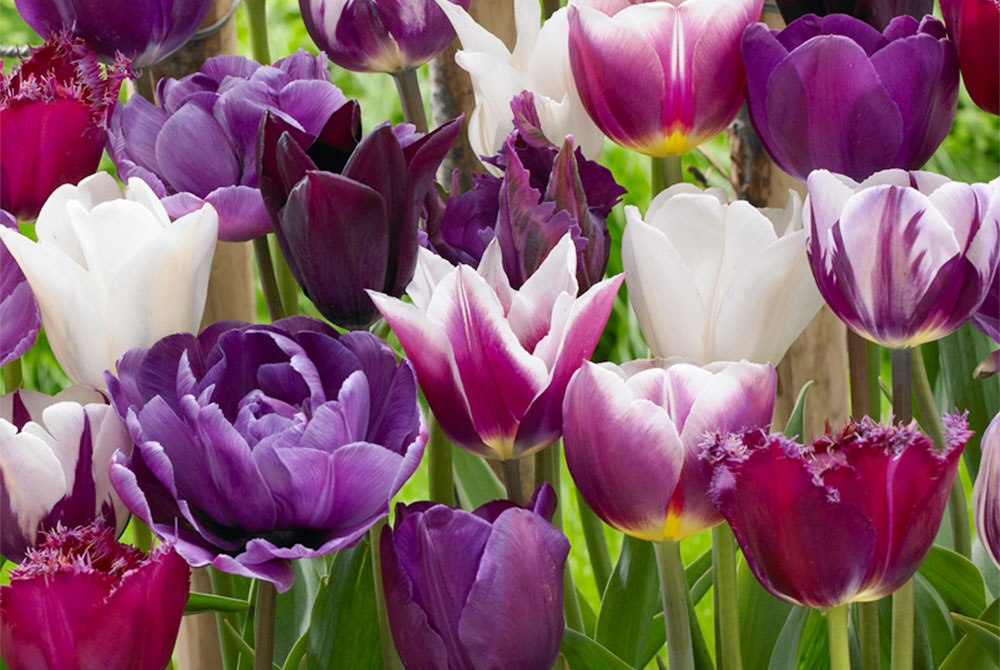 Purple Blend Tulip Mixture