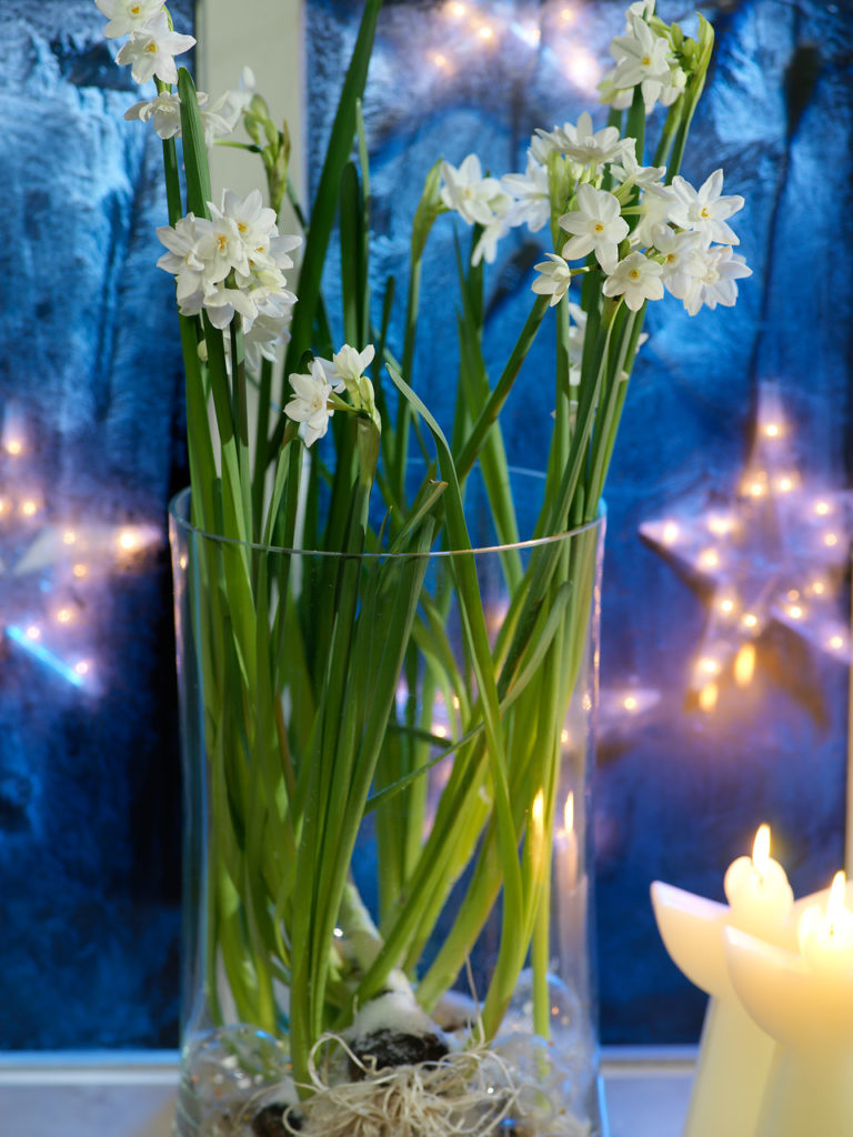 Paperwhites